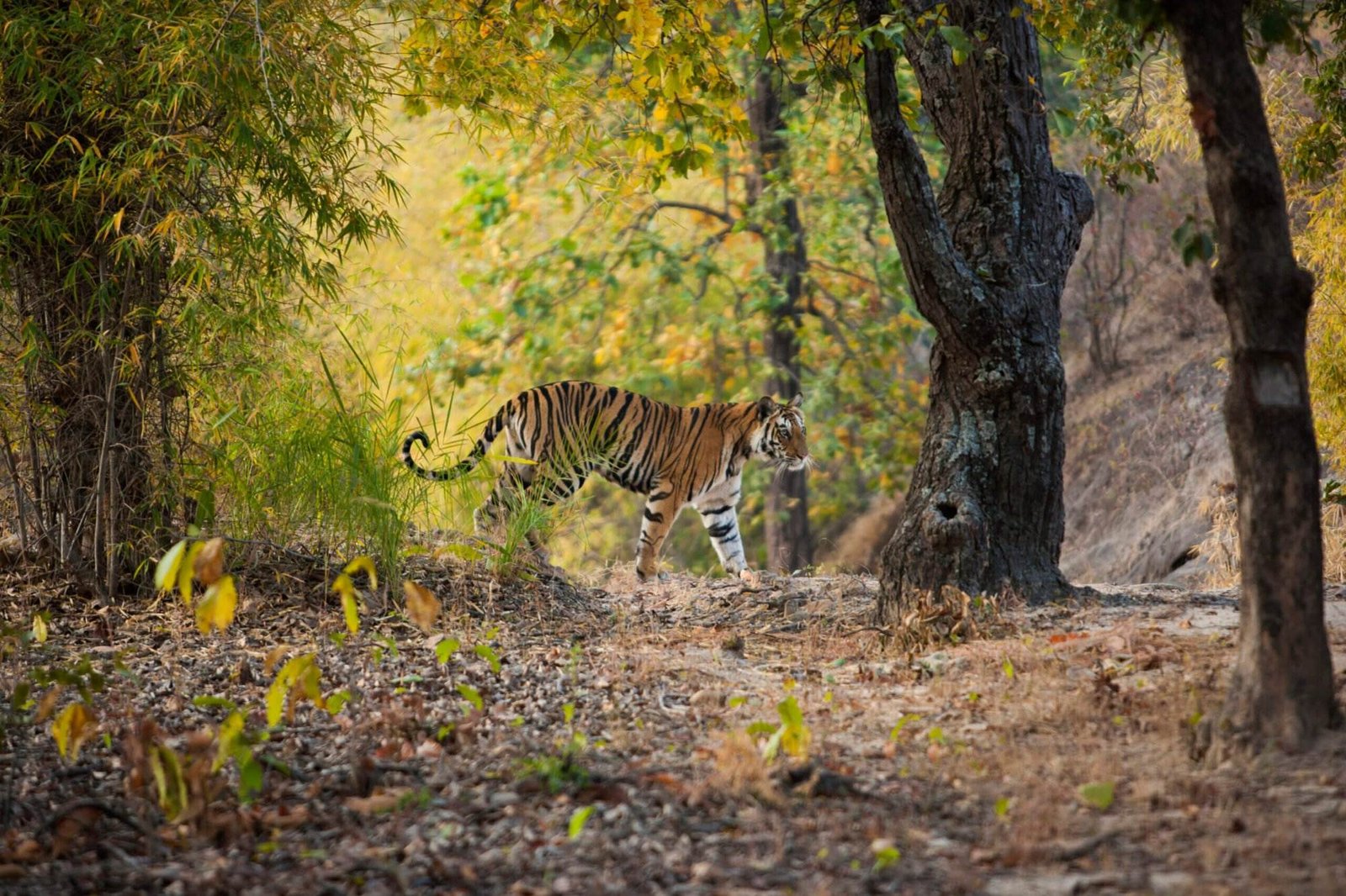 Golden Triangle Tour Packages