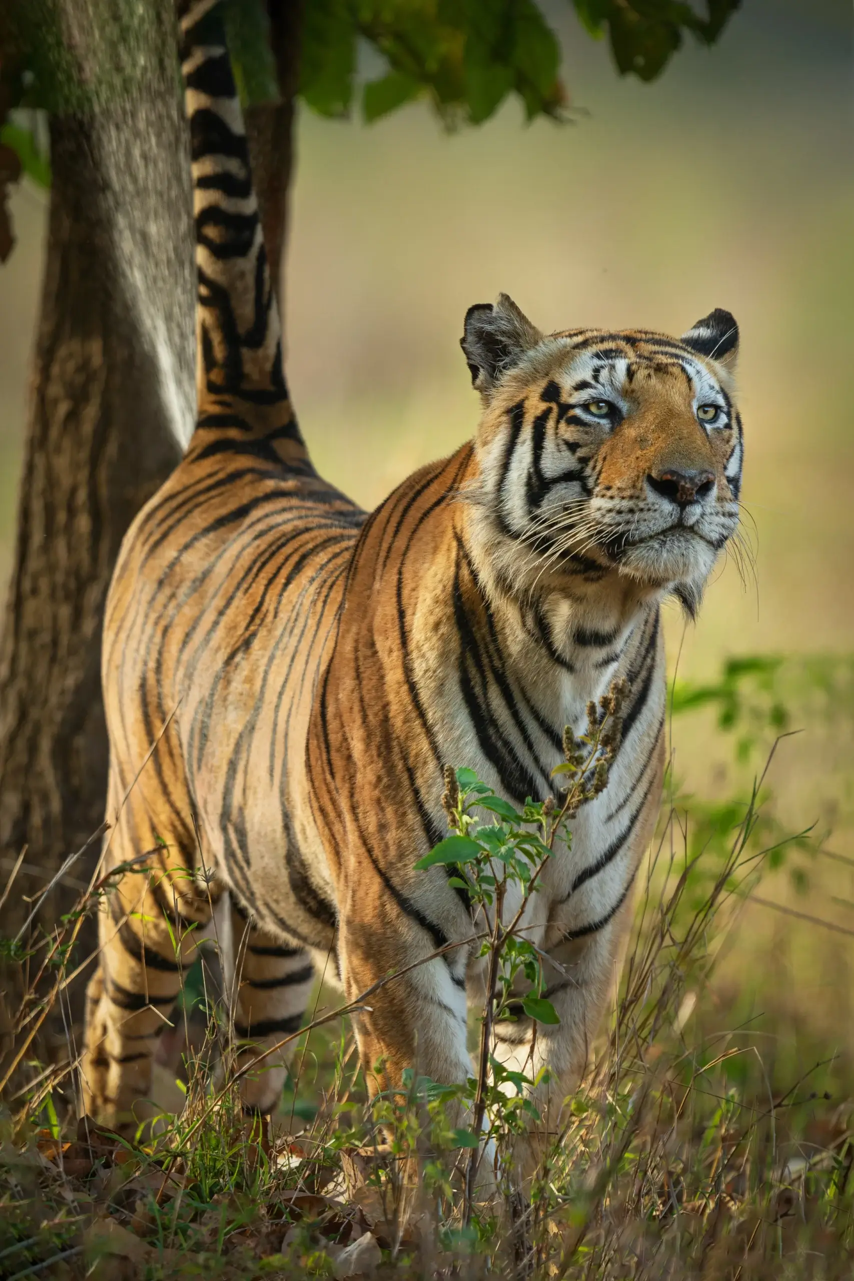 Golden Triangle Tour Packages