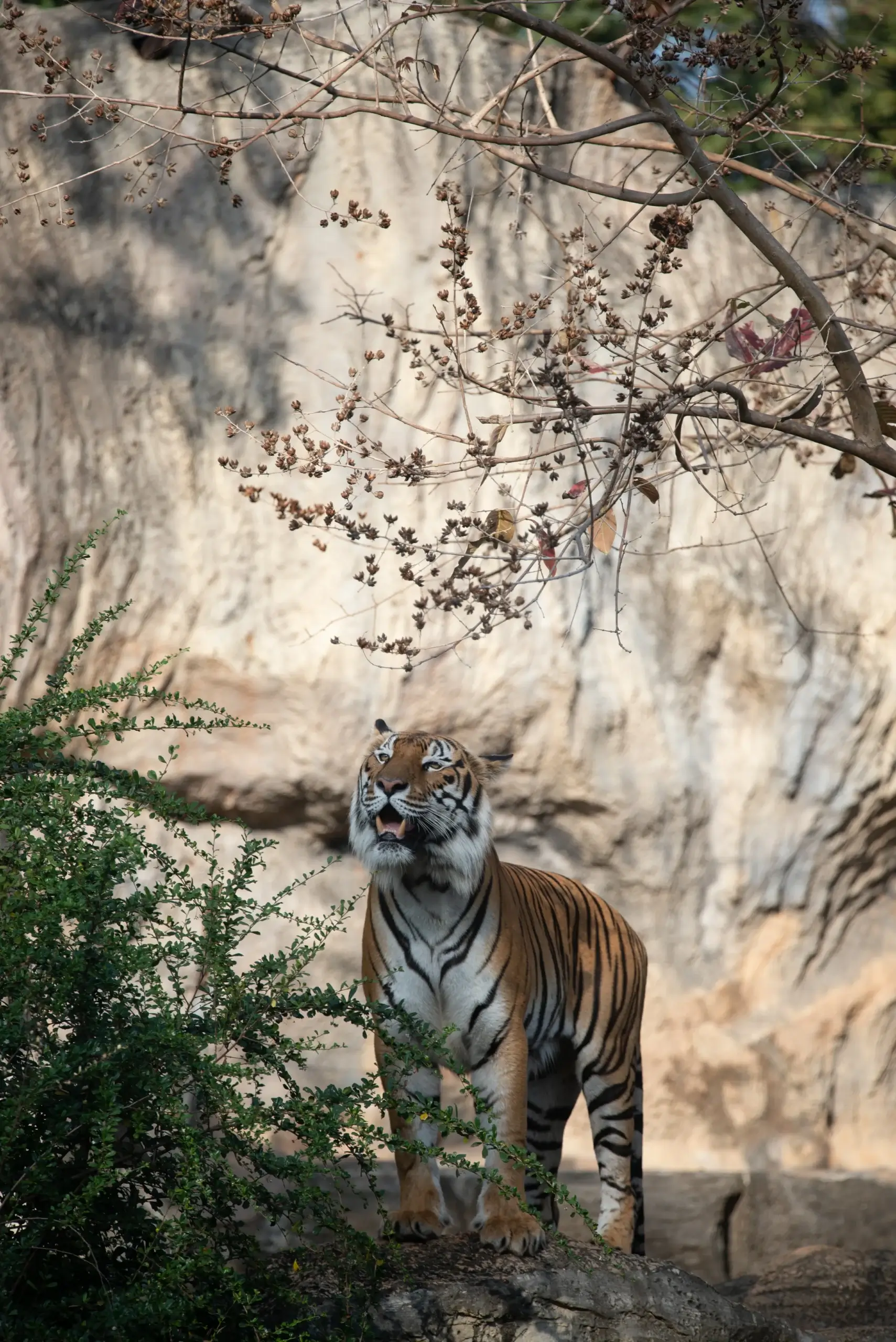 Golden Triangle Tour Packages