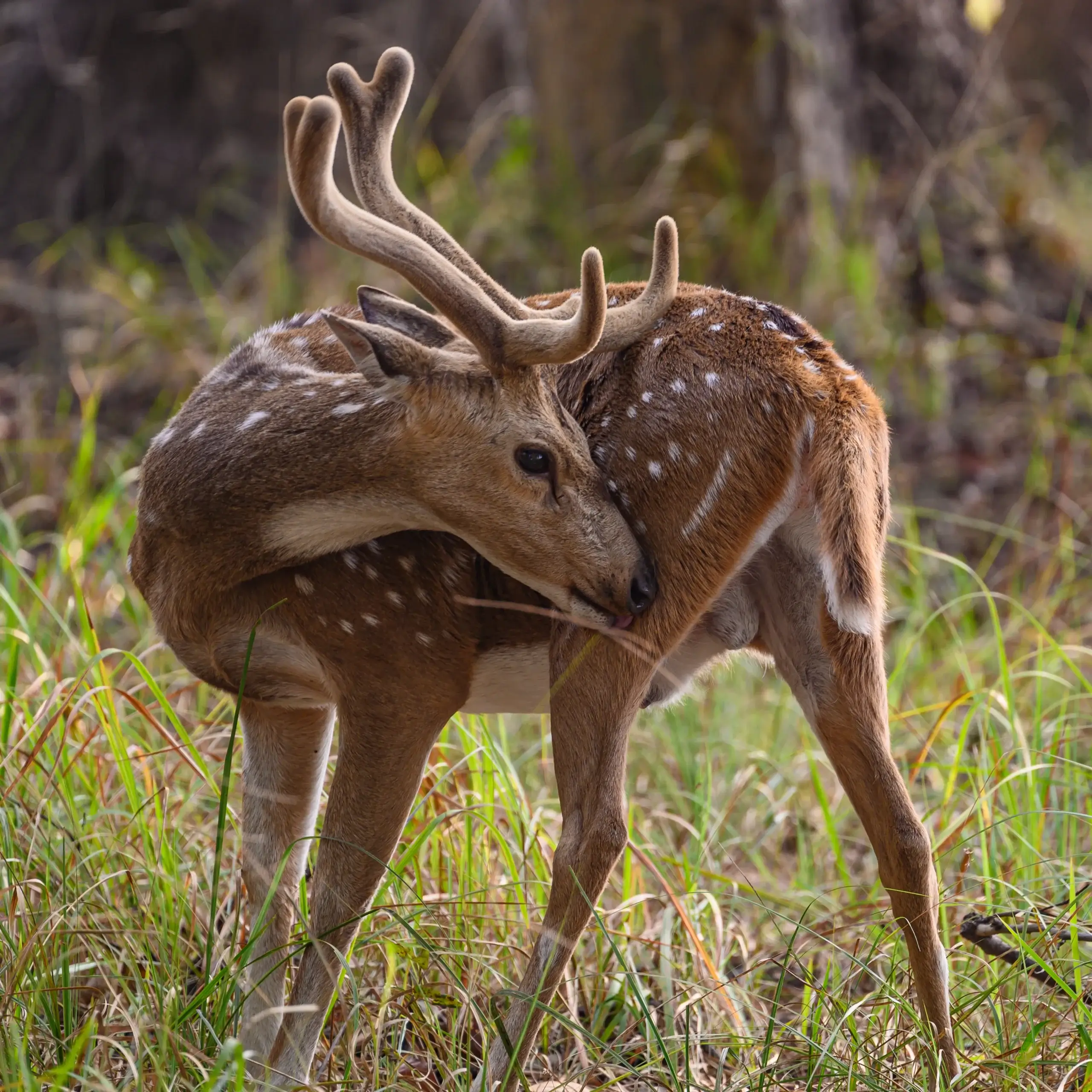 Golden Triangle Tour Packages