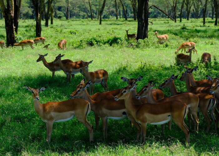 golden triangle tour packages