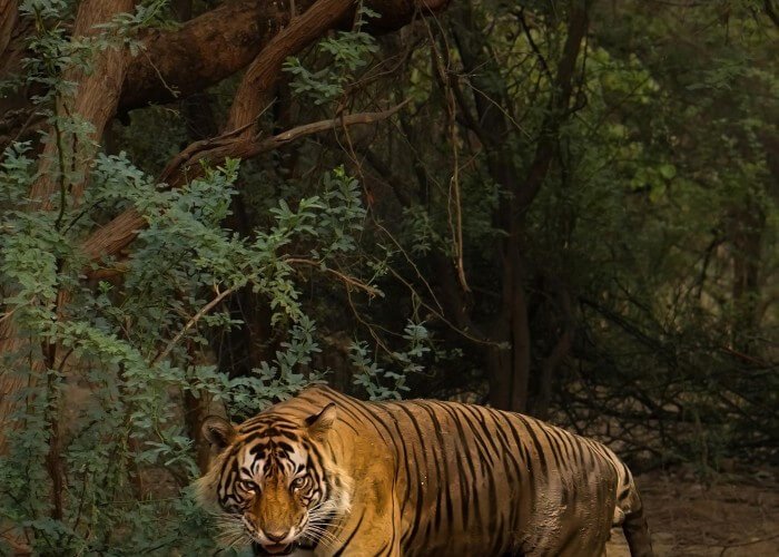 golden triangle tour packages